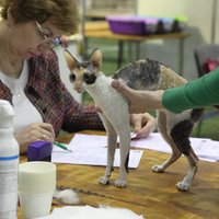 Foto: Ķepaiņi un astaiņi tiekas pavasara mīlīgākajā izstādē 'Pūkainās Lieldienas Skonto'