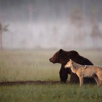 Foto: Pasauli pārsteigusi lāča un vilcenes draudzība. Abi pat dalās ar medījumu