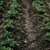 Latvijā pirmo reizi konstatēta kartupeļu bālā nematode, kas var samazināt ražu par 80%