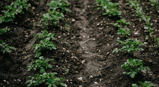 Latvijā pirmo reizi konstatēta kartupeļu bālā nematode, kas var samazināt ražu par 80%