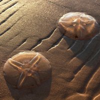 Foto: Vakarbuļļu pludmalē izskalots dučiem medūzu