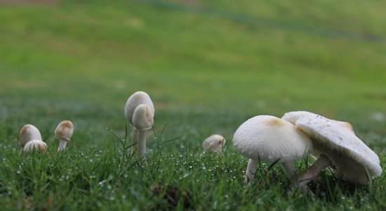 Dārzā un zālienā savairojušās sēnes! Mikoloģes ieteikumi, kā rīkoties