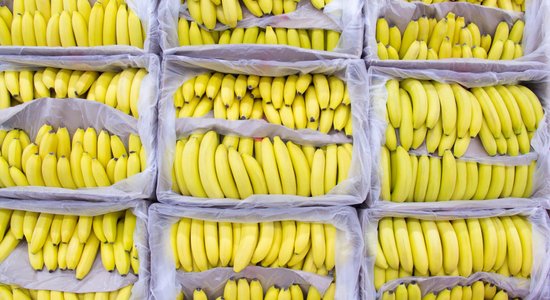Почему бананы дешевеют? Как связано колебание цен в Латвии с российским баном Эквадора