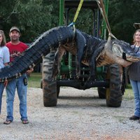 ФОТО: пойман самый большой аллигатор в мире