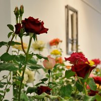 Majestātisko rožu izstāde Rēzeknē ar vairāk nekā 100 šķirnēm
