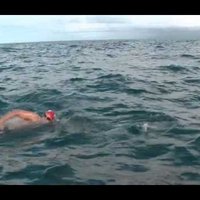 Garo distanču peldētāju desmit delfīni sargā no haizivs