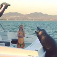 Video: Jūras lauva Meksikā 'nostopē' laivu ar atpūtniekiem
