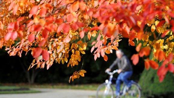 rudens koki lapas