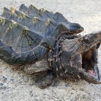 Skotijā deputāte no dīķa izzvejo bīstamu aligatorbruņurupuci