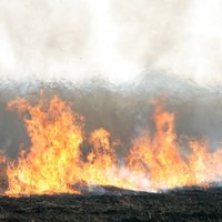 Латвия в огне: в субботу спасатели ликвидировали 69 поджогов старника