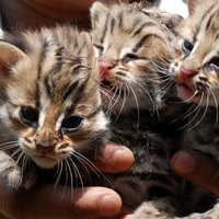 Kazahstānā grib atjaunot savvaļas leopardu un tīģeru populācijas