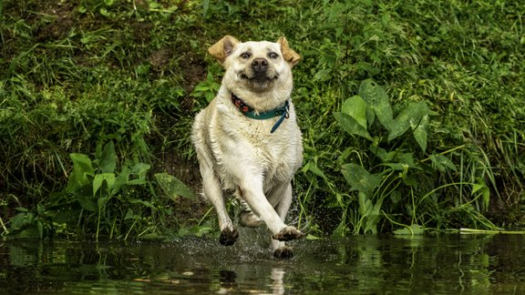 John-Carelli | Mars Petcare Comedy Pet Photo Awards 2020