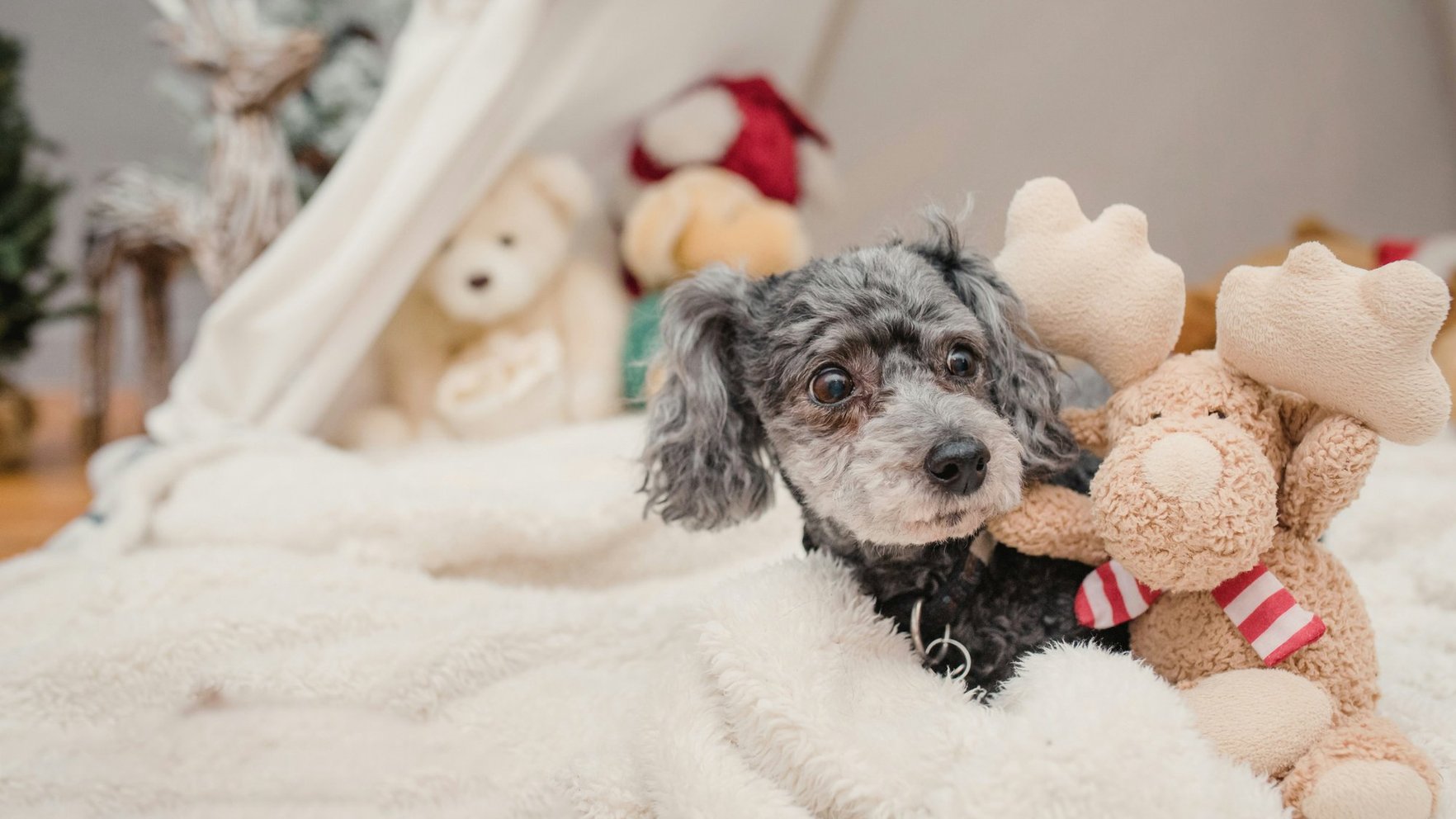 Septiņgadnieces pazušana Kazdangā: bērns bija paslēpies zem gultas draudzenes dzīvoklī