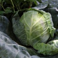 'Zemnieku saeima': Šogad būs ļoti laba kāpostu, kartupeļu, burkānu un biešu raža