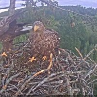 Video: Jūras ērglis uz ligzdu atnes lielu zaru un to nomet lejā