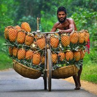 Dienas ceļojumu foto: Kā ananasi Bangladešā 'dodas' uz tirgu
