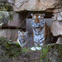 Rīgas Zooloģiskajā dārzā piedzimuši divi tīģerēni