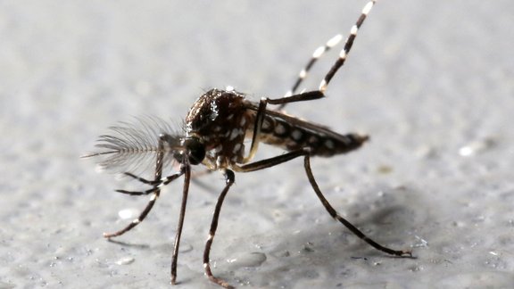 Aedes aegypti ods