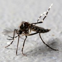 Floridā dabā izlaiž ģenētiski modificētus odus, lai pētītu iespējas iegrožot infekcijas