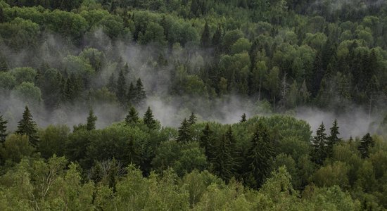 Более 100 стран договорились спасти леса от уничтожения