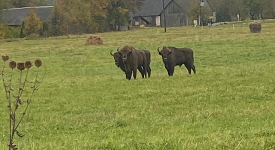 Līvānu pusē savvaļā pamana sumbrus; DAP steidzami lūdz atsaukties īpašnieku