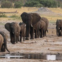 Охотник из России застрелил редкого слона в Зимбабве