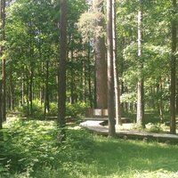 Mežaparka dižpriede – koks, kas aug jau 220 gadus