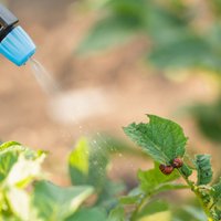 Rūpes par augu veselību – kaitēkļu apkarošana bez ķimikālijām