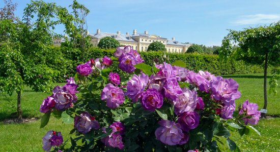 Foto: Rundāles pils parkā majestātiski zied rozes