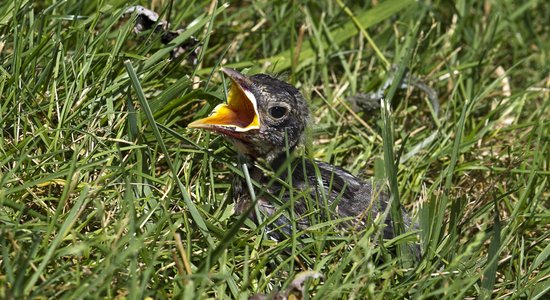 Kā rīkoties, ja esi atradis putna mazuli