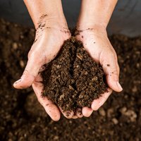 Kā pareizi izmantot kompostu dārza lutināšanai?