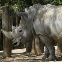Носорогам в чешских зоопарках специально спиливают рога